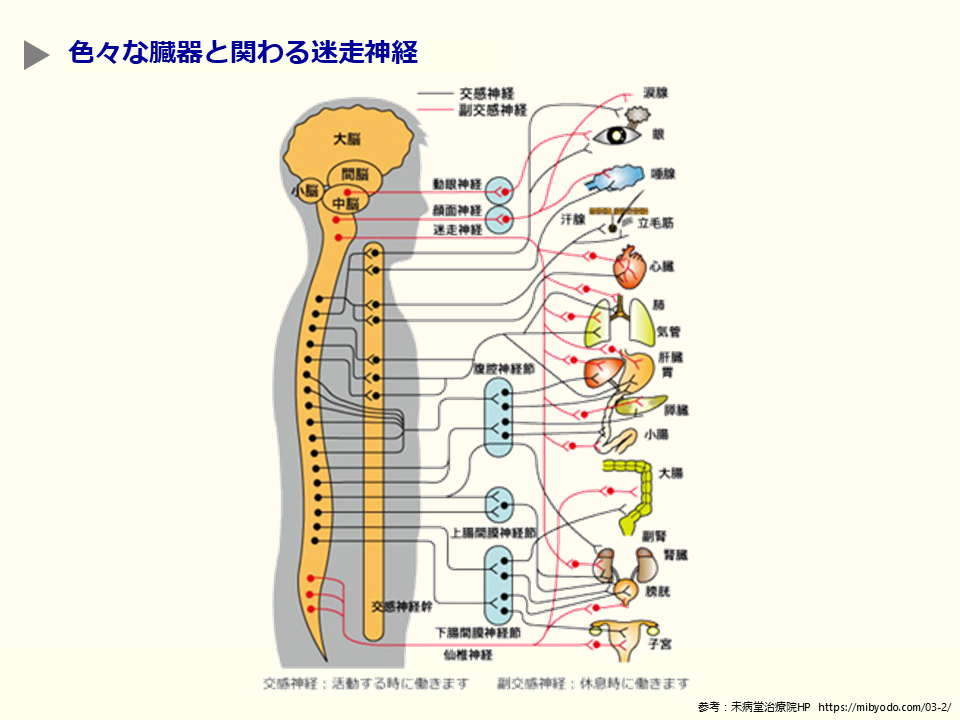 舌咽神経と迷走神経の違いは何ですか? | 迷走神経 障害されると – ITWL