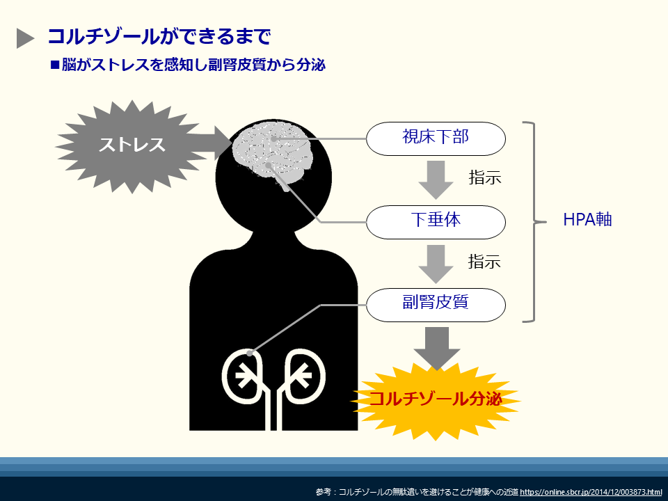 コルチゾール|副腎から分泌されるストレスホルモン | 東京カウンセリングオフィス